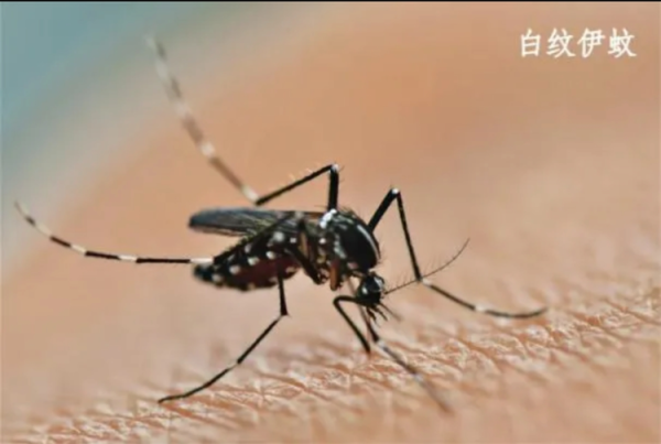 九龙证券配资 北京疾控：目前偶有基孔肯雅热境外输入病例